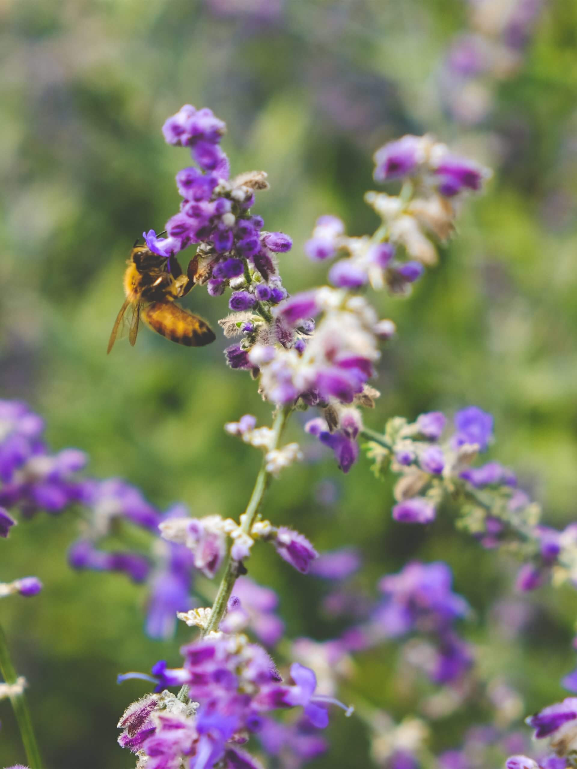 services-ecosystemique